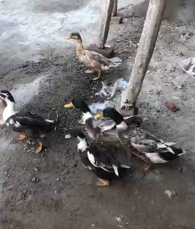 ducks |Duck |desi duck |  بطخ| khaki campbel duck |ducks pair for sale 0