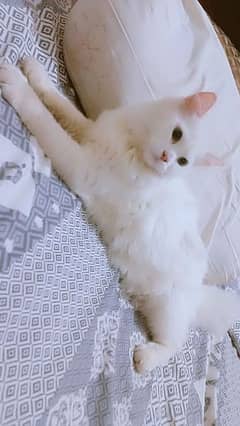 White persian female cat for sale