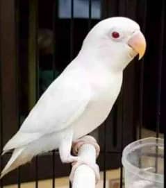 DAMAKA OFFER LOVE BIRDS chicks for sale in cheep price