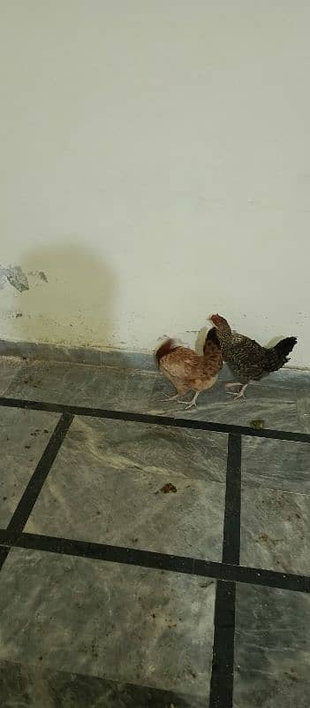 Desi hens 3