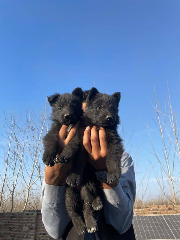 German Shepherd pair for sale black Long coat 1