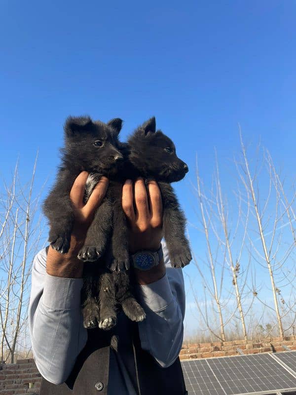 German Shepherd pair for sale black Long coat 2