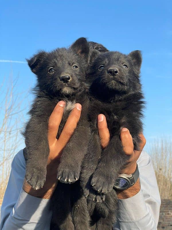 German Shepherd pair for sale black Long coat 3