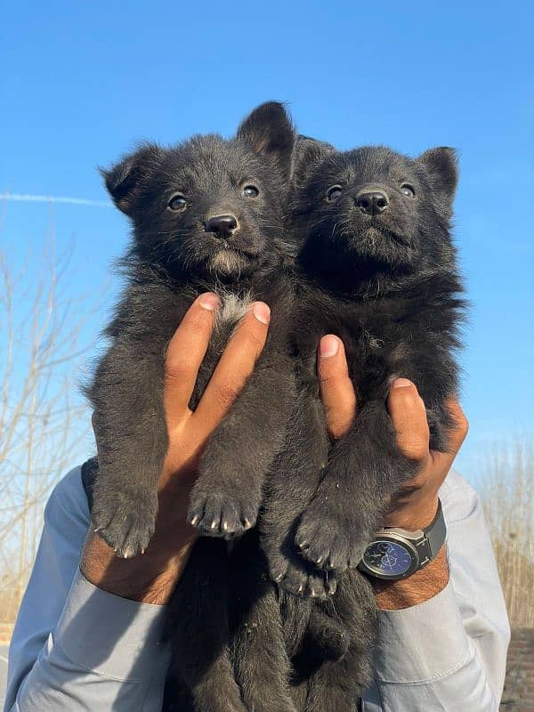 German Shepherd pair for sale black Long coat 4