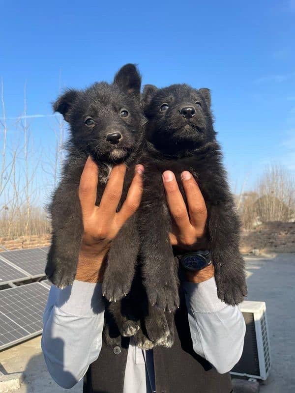 German Shepherd pair for sale black Long coat 5