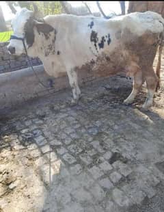 6 manth ki gabhn cow for sale