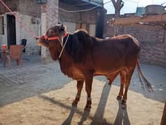 sahiwal laal wacha bull for qurbani