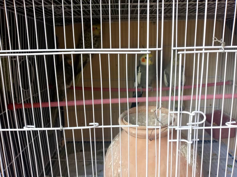 Cockatiel bird for sale 0