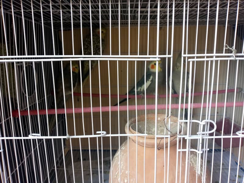 Cockatiel bird for sale 1