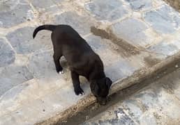 50 Days Labrador Puppy Very Active