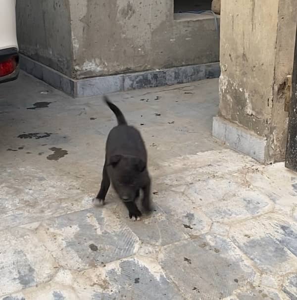 50 Days Labrador Puppy Very Active 1