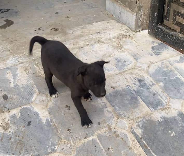 50 Days Labrador Puppy Very Active 2