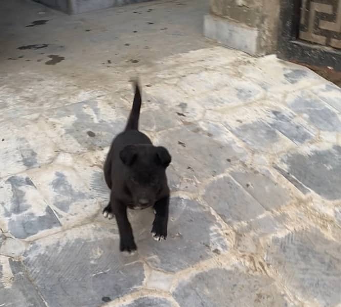 50 Days Labrador Puppy Very Active 3