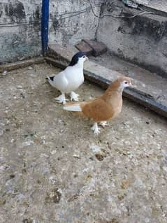 Sherazi pair for sale 100 percent breeder pair