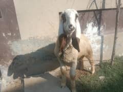 Pure Kajla Chatra for sale