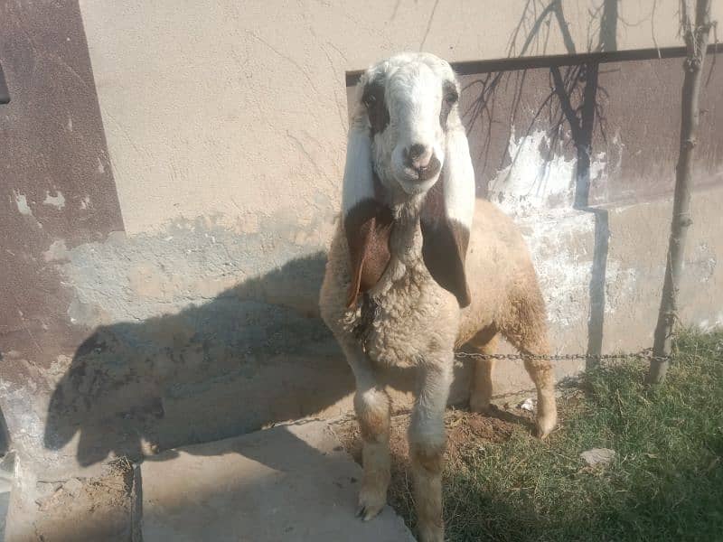 Pure Kajla Chatra for sale. 0