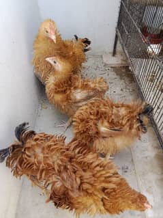 Frizzle heavy cochin   pair.             0"3"1"5"8"5"0"6"7"6"7