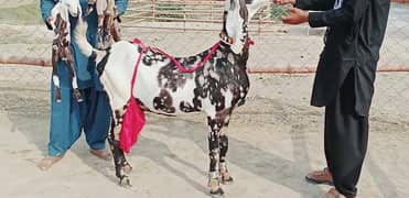 Desi Bakri Our 2 bacchon Ke Sath For Sale Call me_03278290878