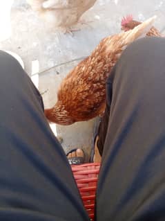 Healthy Egg laying hens for sale