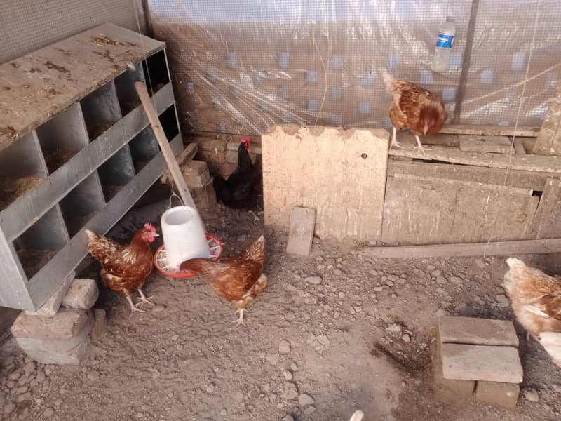 Healthy Egg laying hens for sale 1