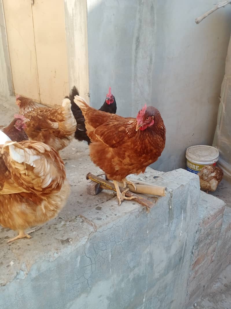 Healthy Egg laying hens for sale 2