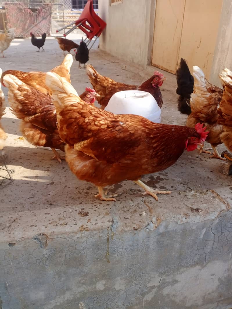 Healthy Egg laying hens for sale 3