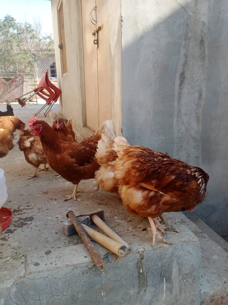 Healthy Egg laying hens for sale 4