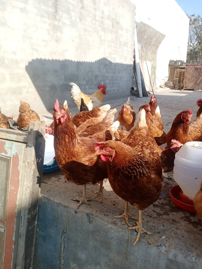 Healthy Egg laying hens for sale 5