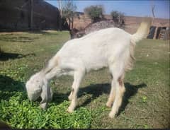 goats for sale | bakra | Bakri | desi bakra | kheera bakra|Doogli bkri