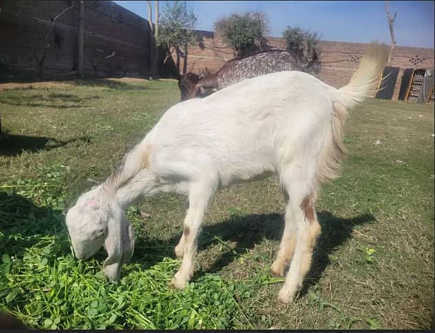 goats for sale | bakra | Bakri | desi bakra | kheera bakra|Doogli bkri 0