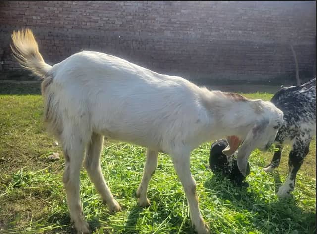 goats for sale | bakra | Bakri | desi bakra | kheera bakra|Doogli bkri 1