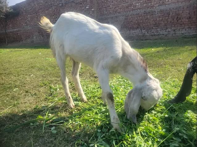 goats for sale | bakra | Bakri | desi bakra | kheera bakra|Doogli bkri 2