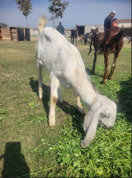 goats for sale | bakra | Bakri | desi bakra | kheera bakra|Doogli bkri 3