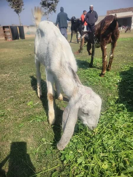 goats for sale | bakra | Bakri | desi bakra | kheera bakra|Doogli bkri 4