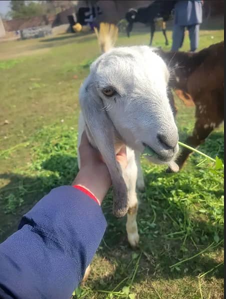 goats for sale | bakra | Bakri | desi bakra | kheera bakra|Doogli bkri 5