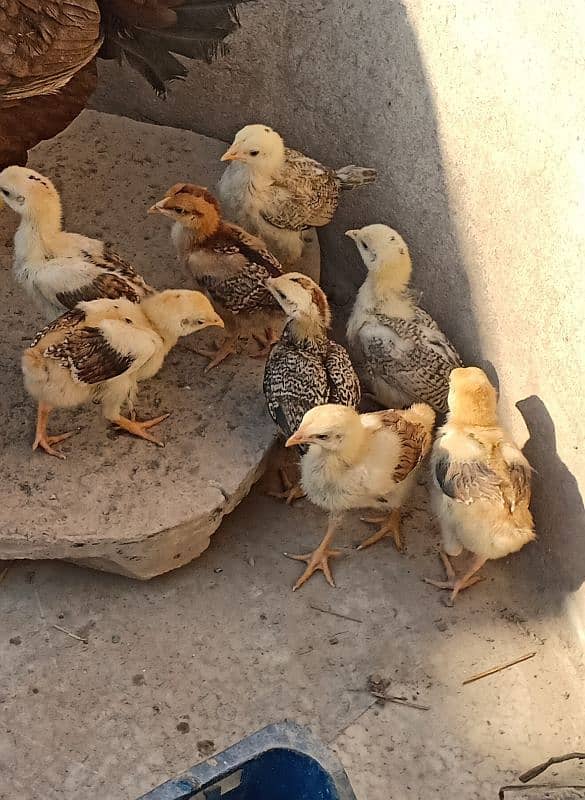 murga or chicks for sale 2