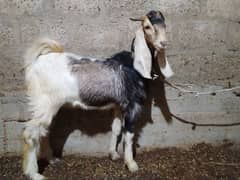 bakra