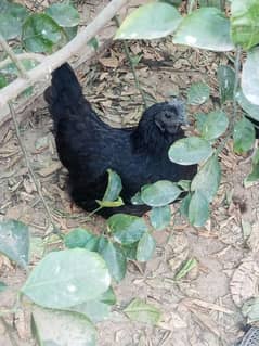 ayam cemani trio