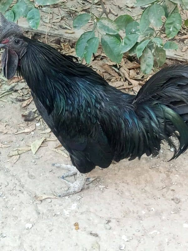 ayam cemani trio 1