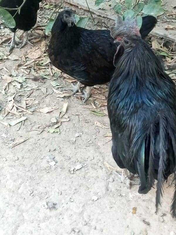 ayam cemani trio 2