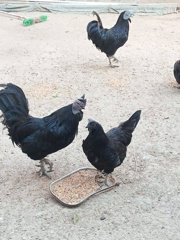 ayam cemani trio 3