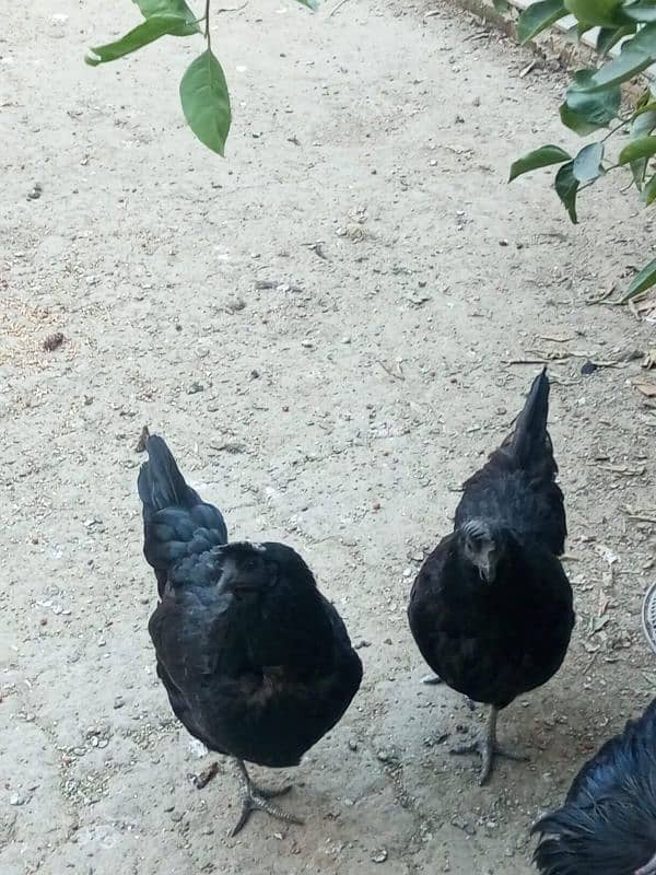 ayam cemani trio 4