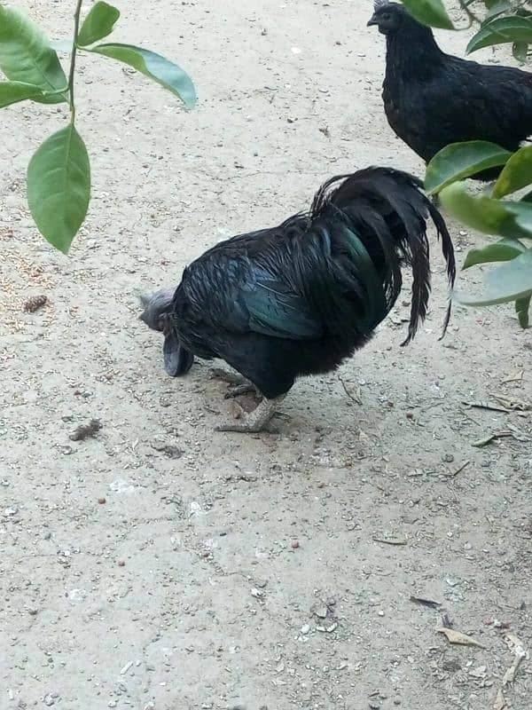 ayam cemani trio 5