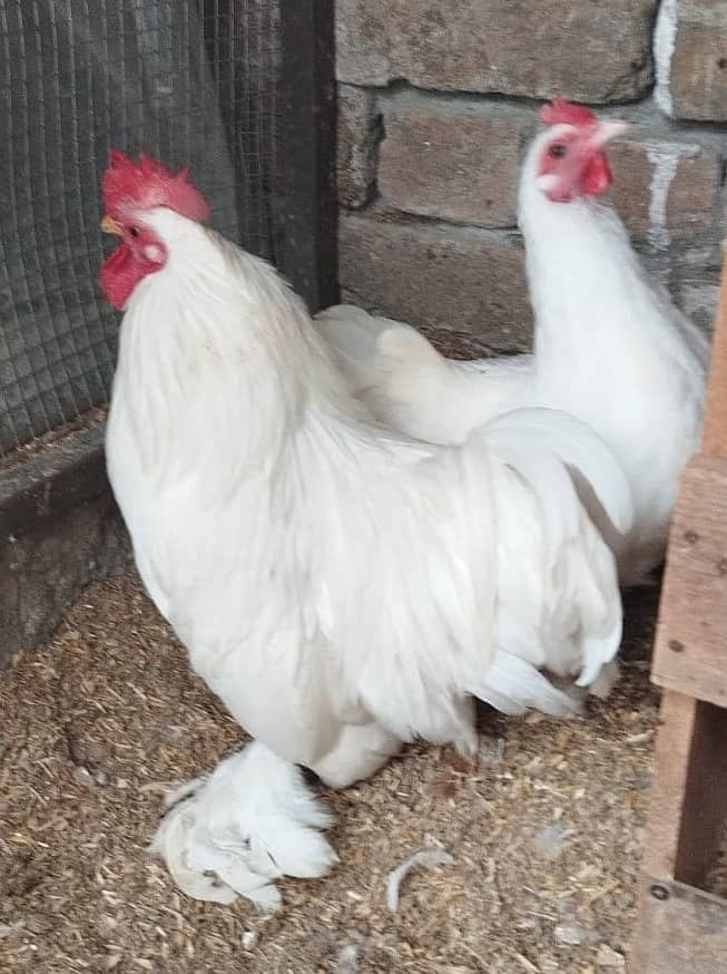 Beautiful Bantam pair for Sale – Healthy & Friendly 0