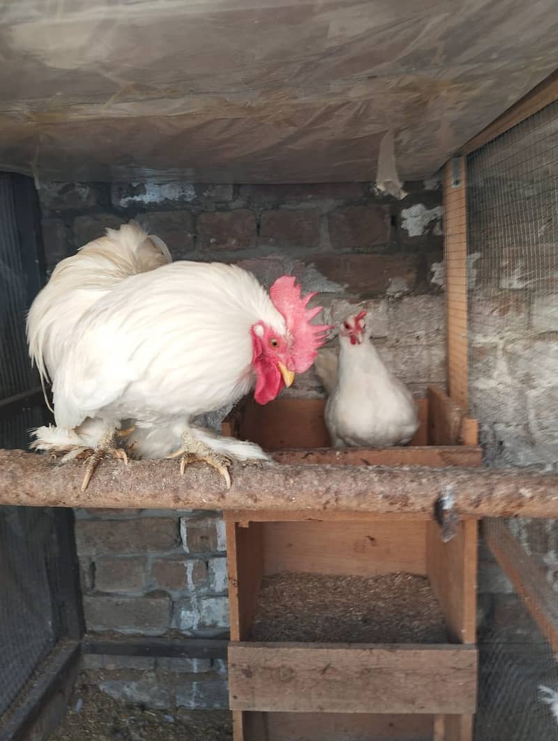 Beautiful Bantam pair for Sale – Healthy & Friendly 1