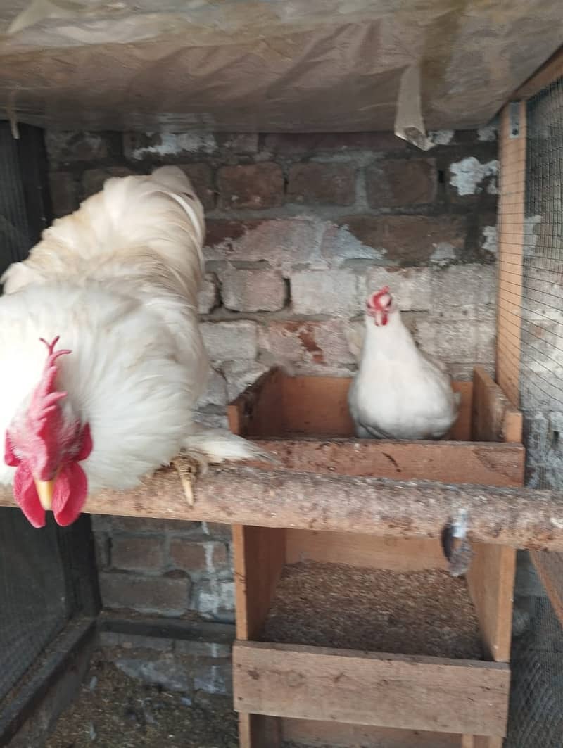 Beautiful Bantam pair for Sale – Healthy & Friendly 2