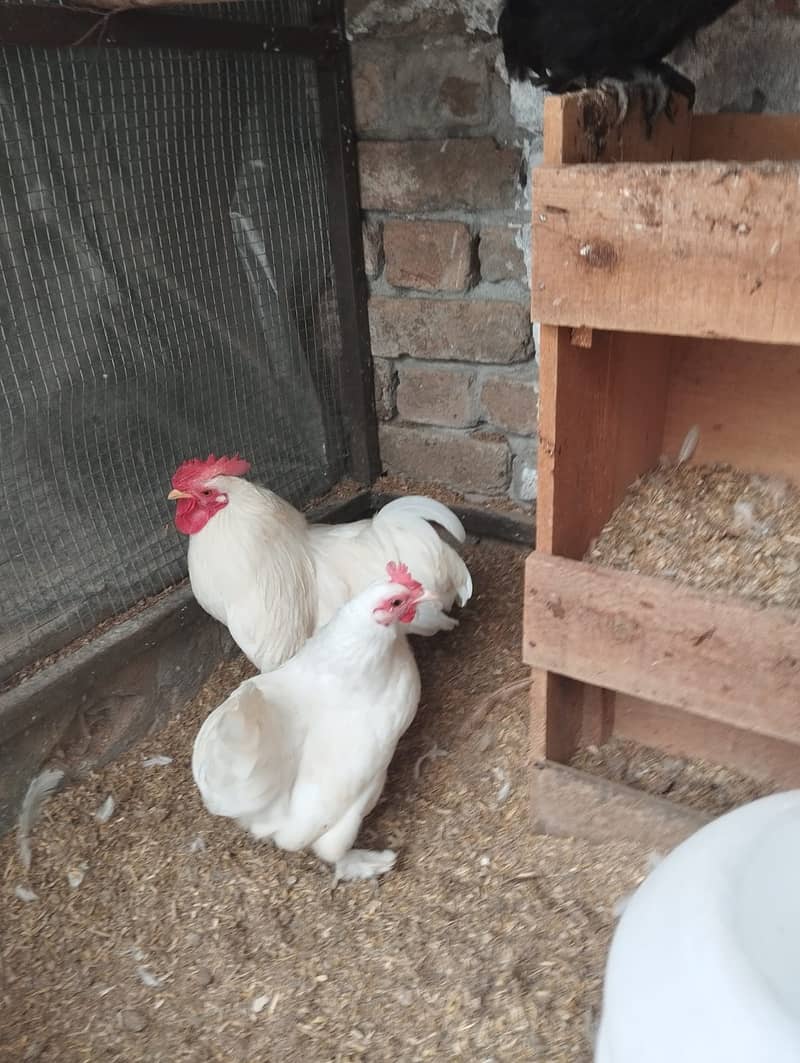 Beautiful Bantam pair for Sale – Healthy & Friendly 3