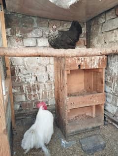 Beautiful Bantam Hens for Sale – Healthy & Friendly