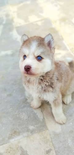 Siberian husky woolly coat pups available for sale