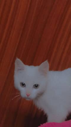 Persian white cat